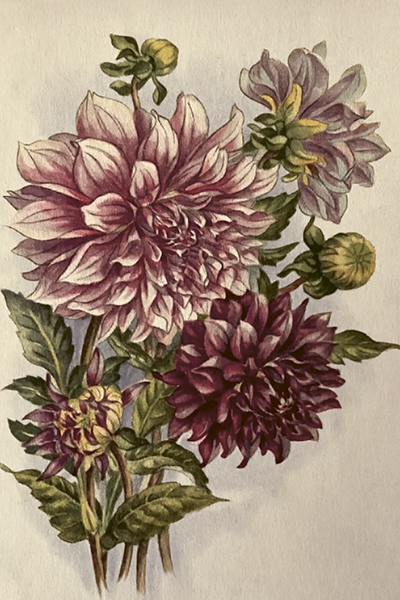 Vintage vykort, 10x15 cm. 